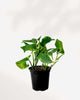 Pothos Hawaiian 4" Pot - Small
