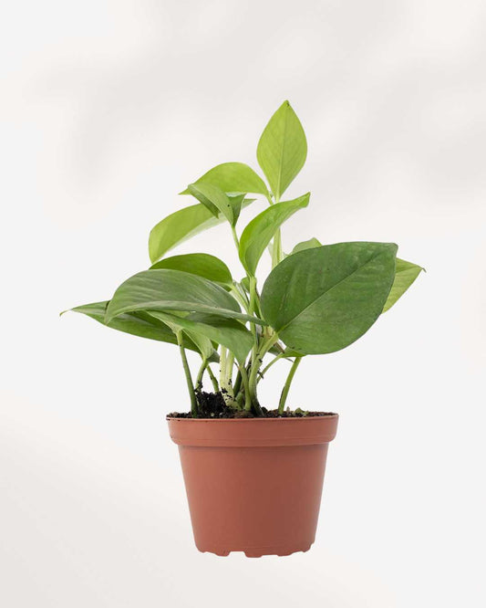Pothos Jade in a small pot, front view of trailing deep green heart-shaped leaves