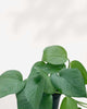 Close-up of Pothos Jade's solid dark green heart-shaped leaves