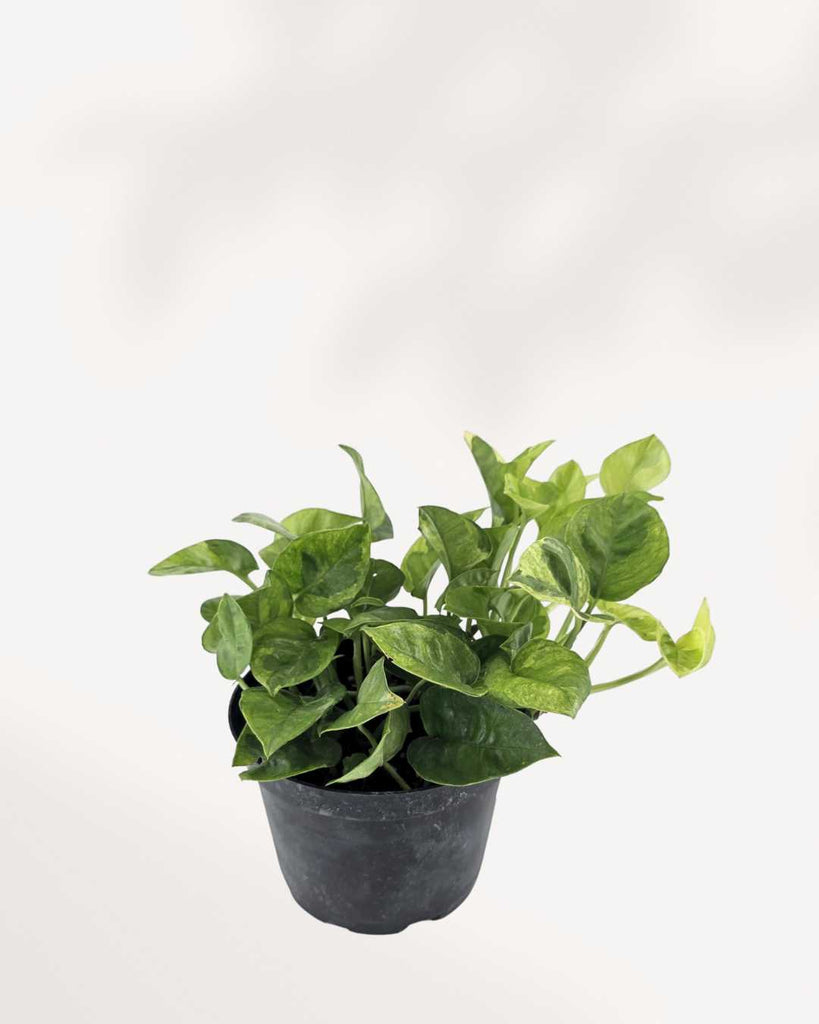 Pothos Lemon Meringue | Buy Online