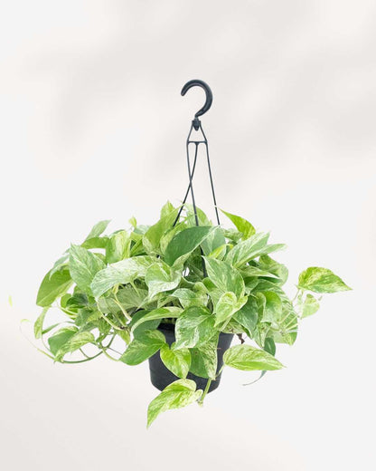 Marble Queen Pothos - Epipremnum Aureum Marble Queen 6" Hanging Basket