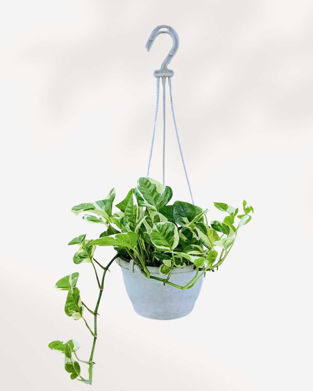 Pothos N’Joy 8" Hanging Basket