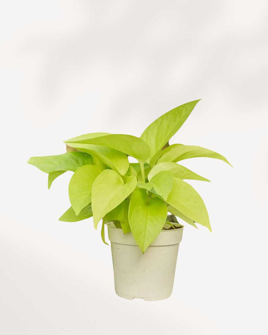 Front view of a dense Neon Pothos (Epipremnum aureum 'Neon') hanging plant, showcasing its long, gracefully trailing vines covered in solid, vibrant chartreuse-yellow, heart-shaped leaves.