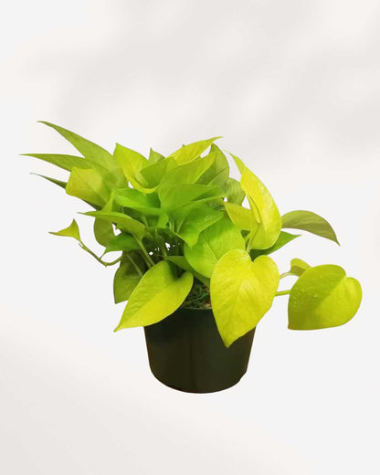 Overhead (top-down) view of the Neon Pothos in a pot, highlighting the dense, bushy growth at the soil line and the bright, uniform color of the foliage.