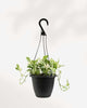 Pothos Pearls & Jade 6.5" Hanging Basket