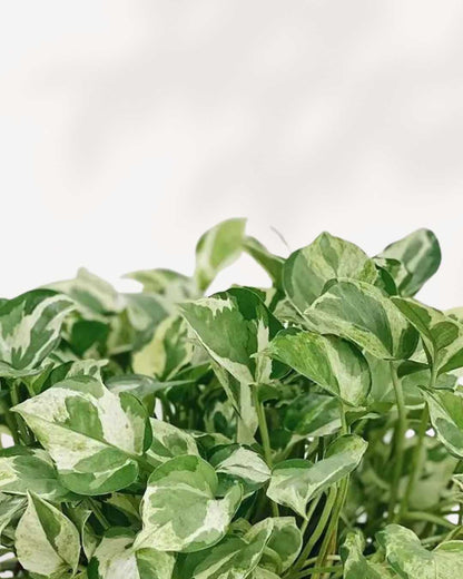 Pothos Pearls & Jade