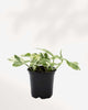 Pothos Pearls & Jade 3.5" Pot - Small