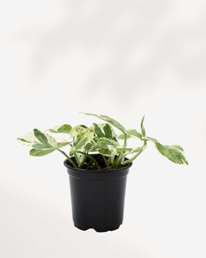 Pothos Pearls & Jade 3.5" Pot - Small