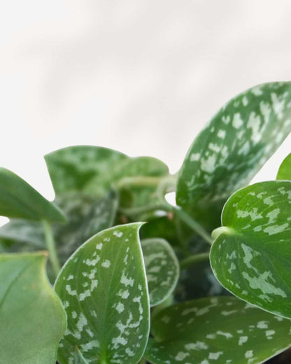 Silver Satin Pothos - Scindapsus Pictus
