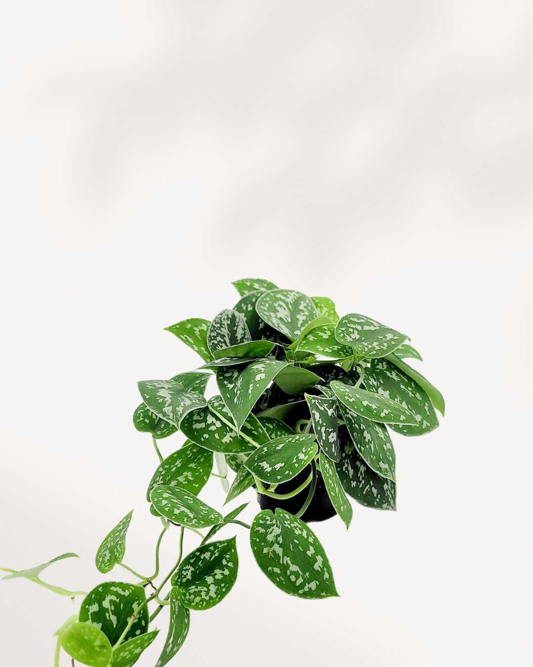 Silver Satin Pothos - Scindapsus Pictus 6" Pot - Medium