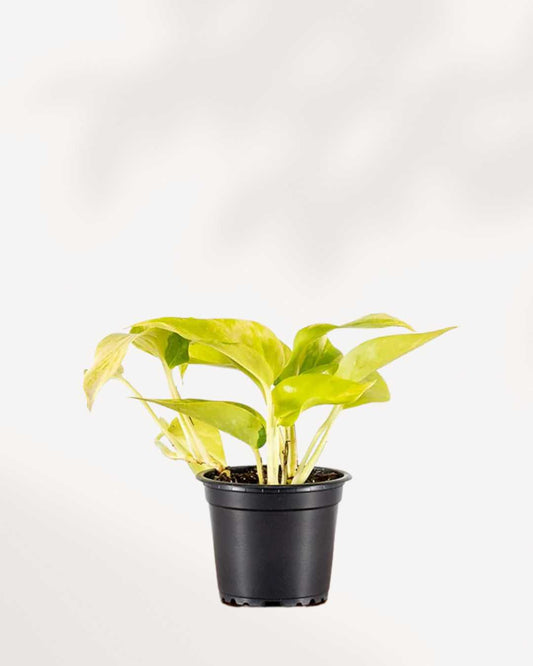 Pothos Teruno Kaguya Lemon 3.5" Pot - Small