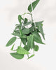 Pothos Cebu Blue