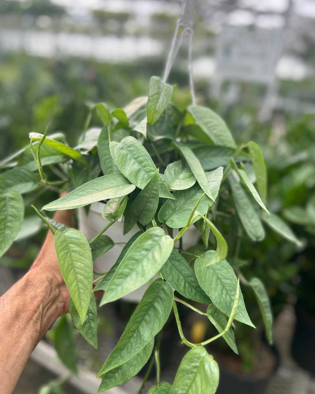 Pothos Cebu Blue