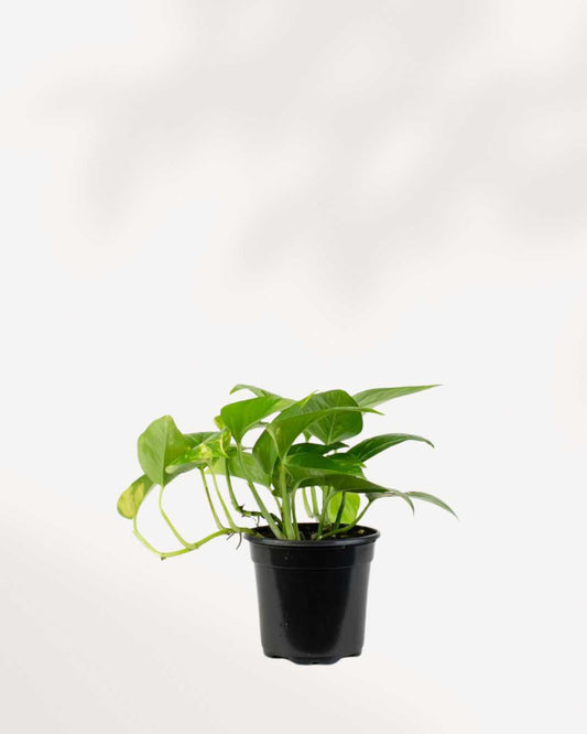Pothos Golden - Epipremnum Aureum Golden 3.5" Pot - Small | Buy Online