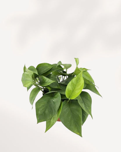 Top-down view of Pothos Jade showing dense green foliage