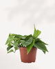 Pothos Jade in a 6 inch medium pot, front view