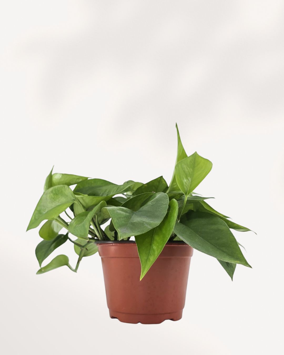 Pothos Jade in a 6 inch medium pot, front view