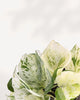 Close-up of Manjula Pothos leaves rich cream and green variegation with glossy texture, showcasing the plant’s vibrant foliage and healthy growth.