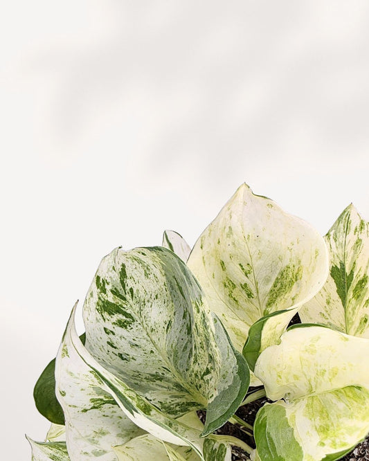 Manjula Pothos in 3.5"-inch pot front view lush trailing indoor plant with creamy variegated leaves, available to buy online in Canada.