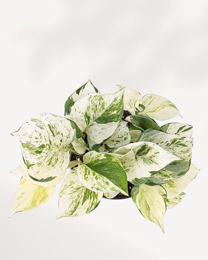 Top view close-up of Manjula Pothos detailed view of variegated leaves with soft curves and marbled patterns, highlighting its tropical beauty and lush texture.