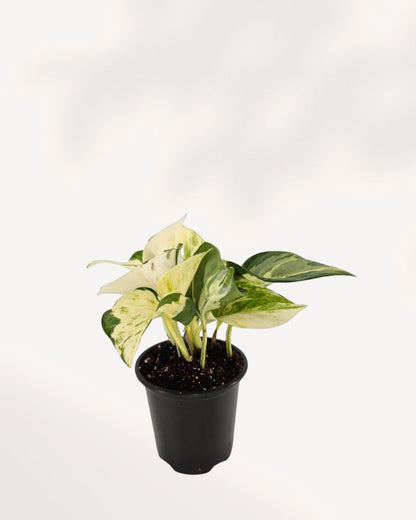 Top side view of Pothos Manjula in a small pot showing wavy cream and green variegated leaves
