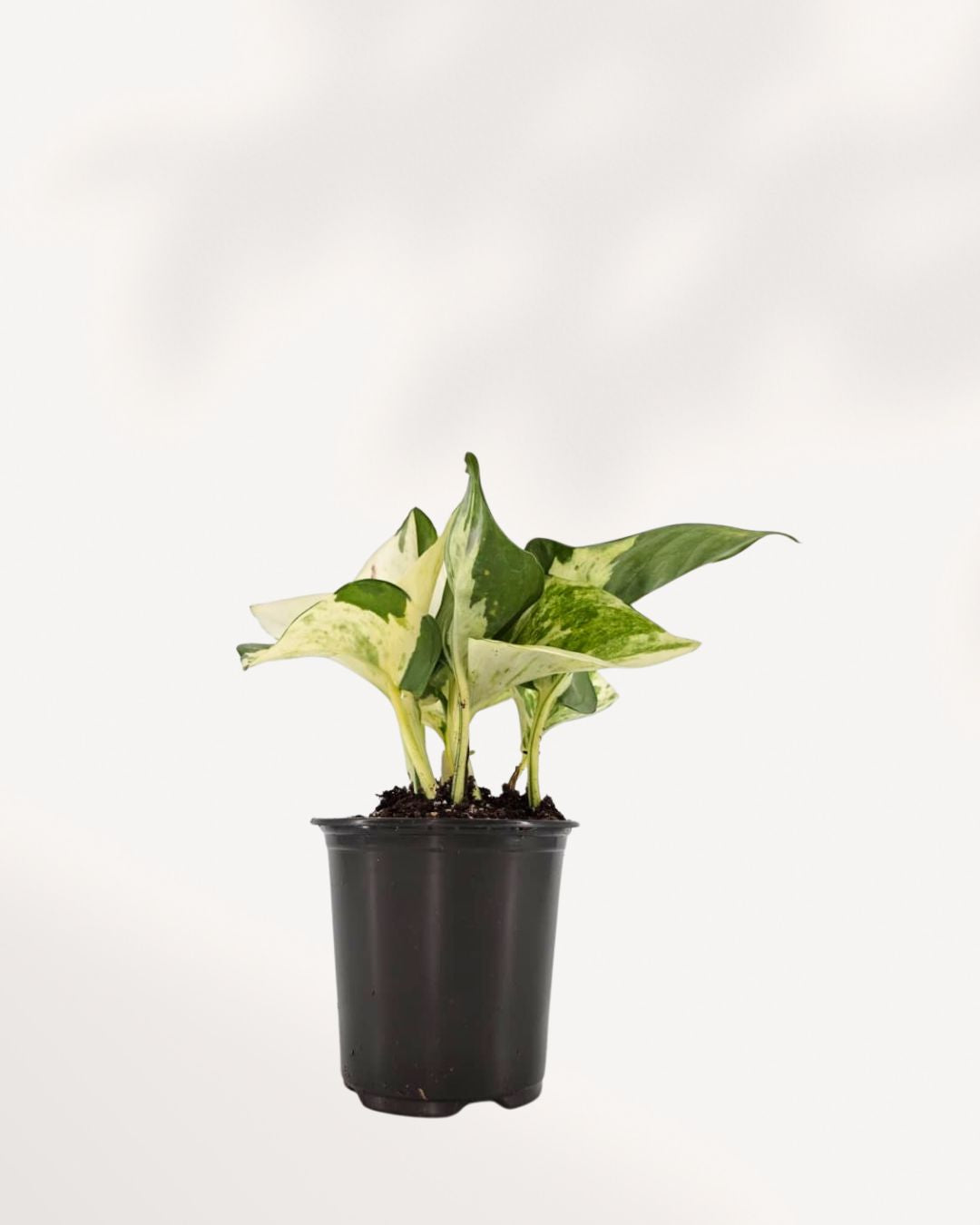 Manjula Pothos in 3.5"-inch pot front view lush trailing indoor plant with creamy variegated leaves, available to buy online in Canada.