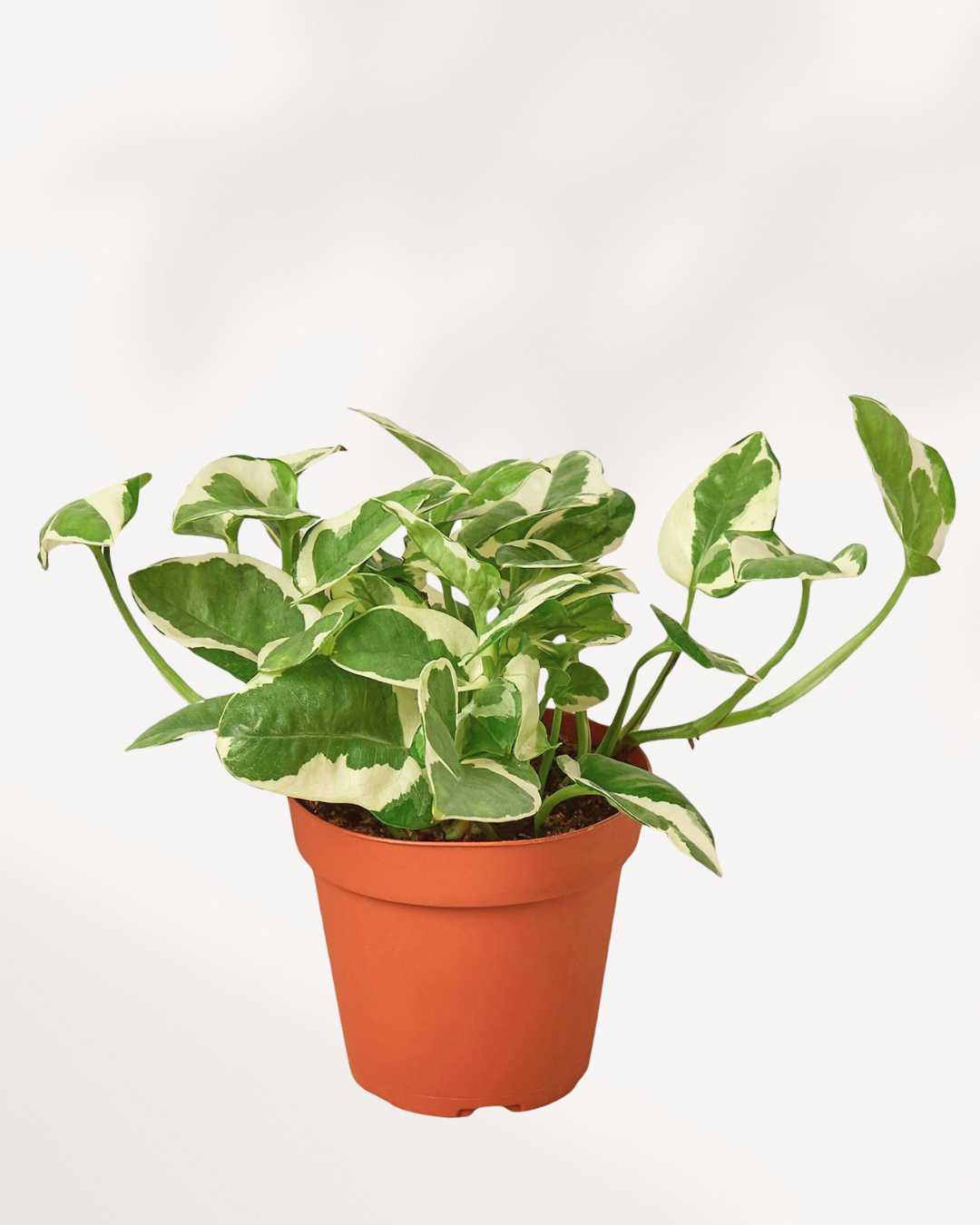 Pothos N’Joy 6" Pot - Medium