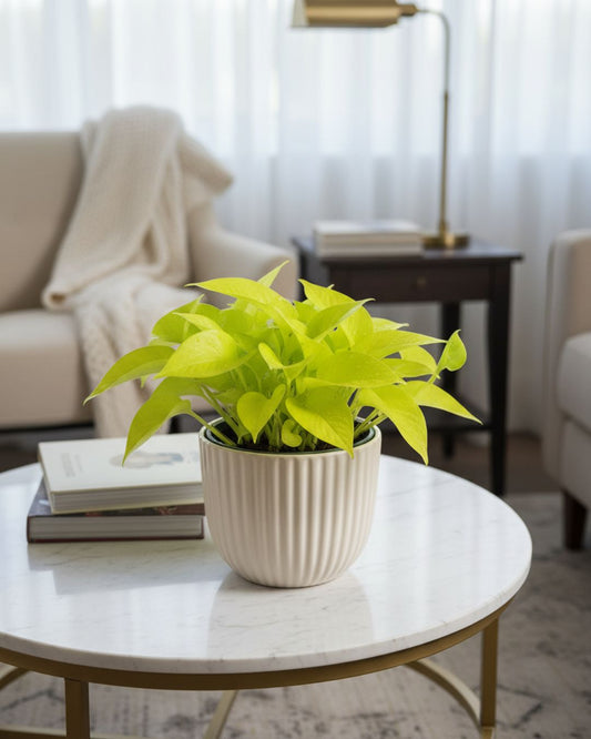 Front view of a dense Neon Pothos (Epipremnum aureum 'Neon') hanging plant, showcasing its long, gracefully trailing vines covered in solid, vibrant chartreuse-yellow, heart-shaped leaves.