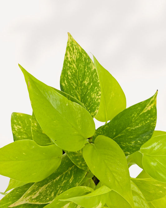 Pothos Teruno Kaguya Lemon 3.5" Pot - Small