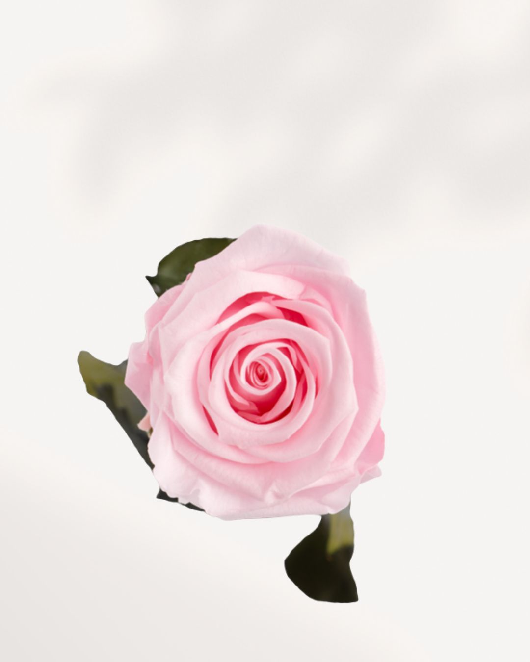 Close Up Baby Pink Preserved Rose with Soft Romantic Petals, Real Everlasting Rose for Wedding and Decor Use