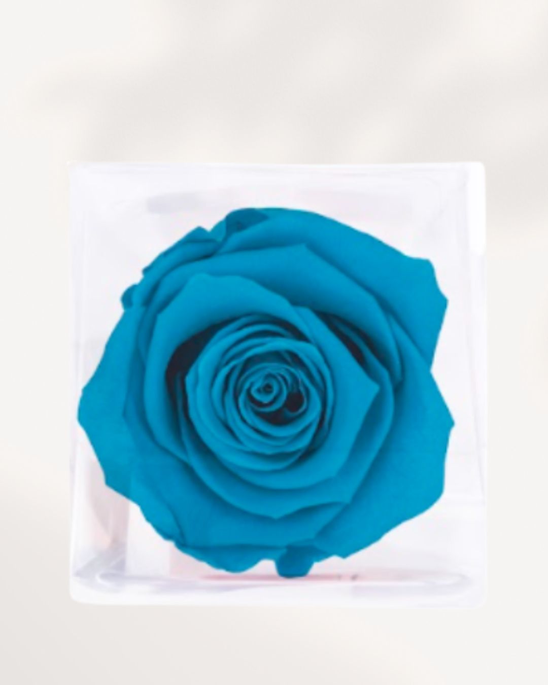 Close Up Blue Preserved Rose with Elegant Velvet Texture, Real Forever Rose for Premium Home Decor