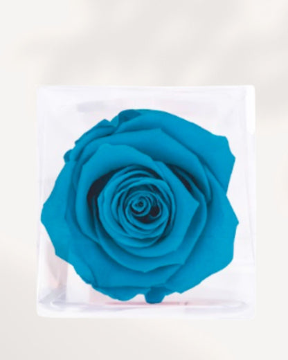 Close Up Blue Preserved Rose with Elegant Velvet Texture, Real Forever Rose for Premium Home Decor