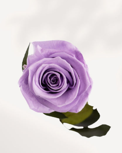 Close Up Lavender Preserved Rose with Delicate Preserved Petals, Real Everlasting Rose for Floral Styling