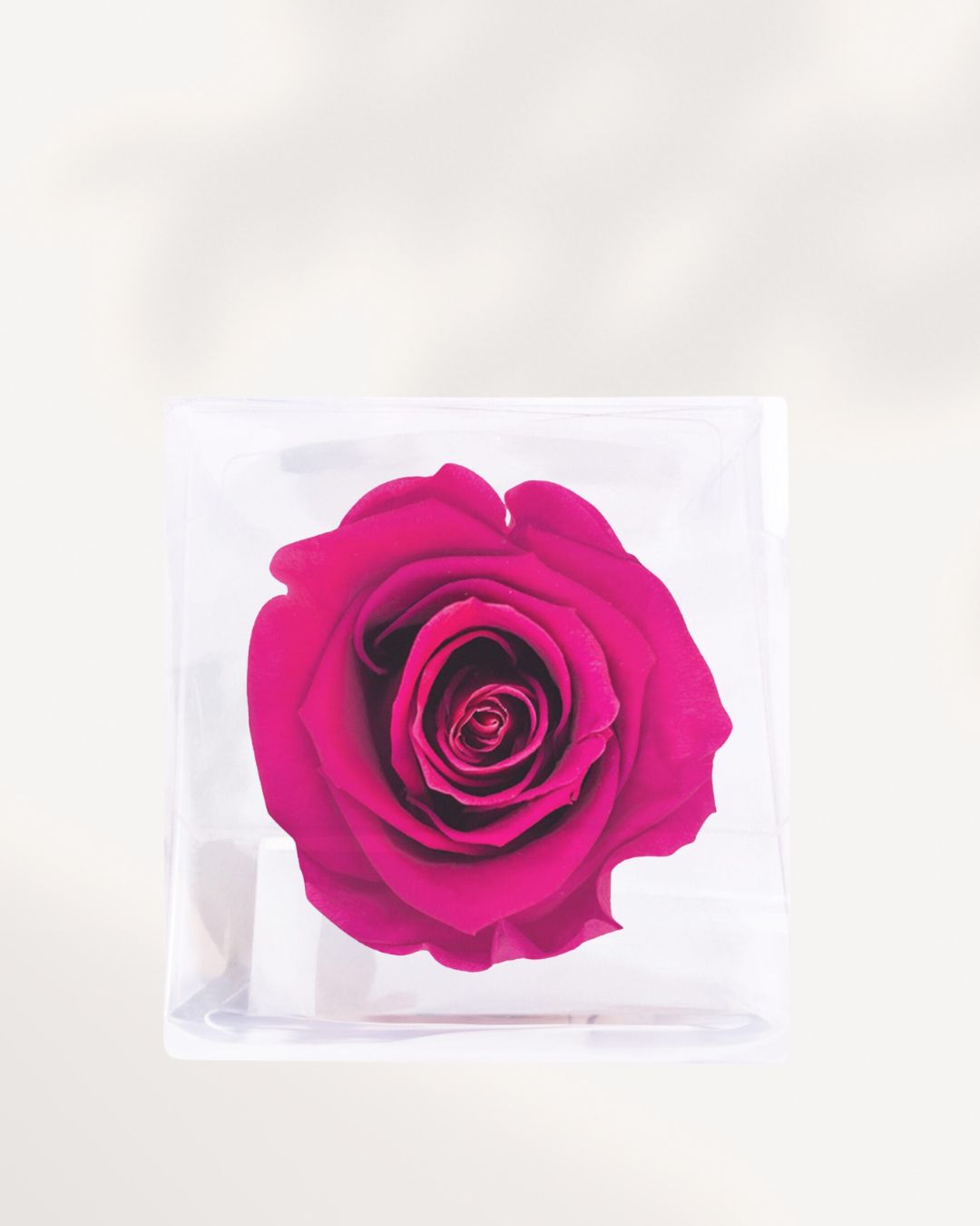 Close Up Hot Pink Preserved Rose with Rich Bright Petals, Real Long Lasting Rose for Modern Home Styling