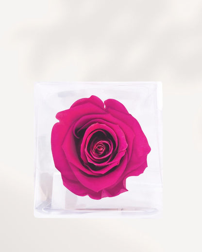Close Up Hot Pink Preserved Rose with Rich Bright Petals, Real Long Lasting Rose for Modern Home Styling