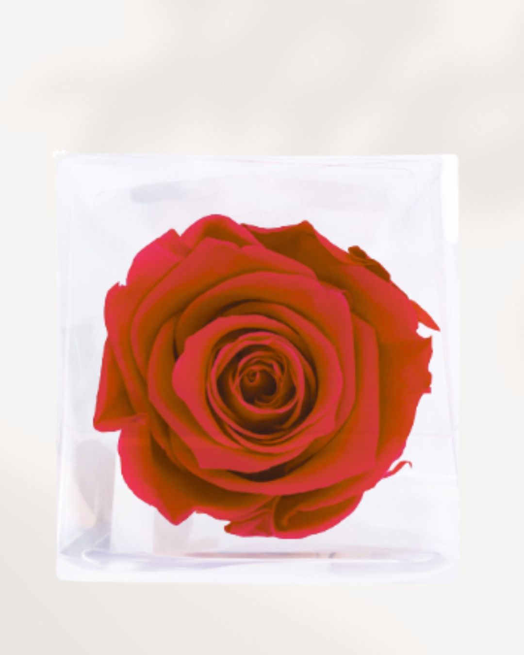 Close Up of Red Preserved Rose with Soft Velvet Petals, Real Long Lasting Rose for Elegant Floral Decor