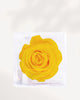 Close Up Yellow Preserved Rose with Vibrant Soft Petals, Real Preserved Flower for Modern Floral Arrangements