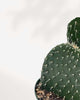 Prickly Pear Cactus