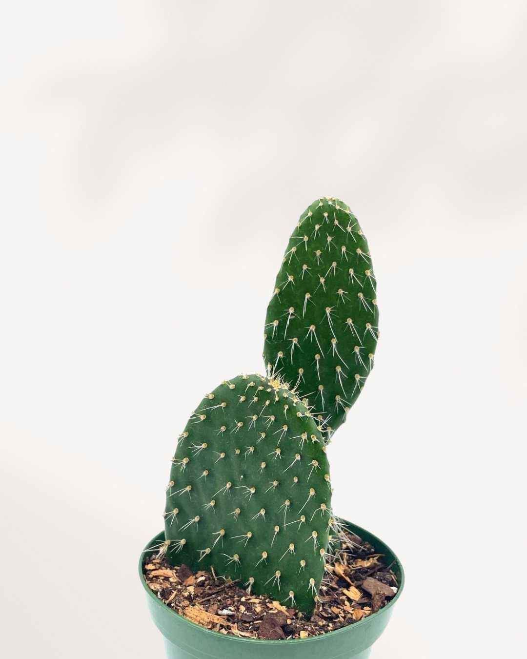 Prickly Pear Cactus