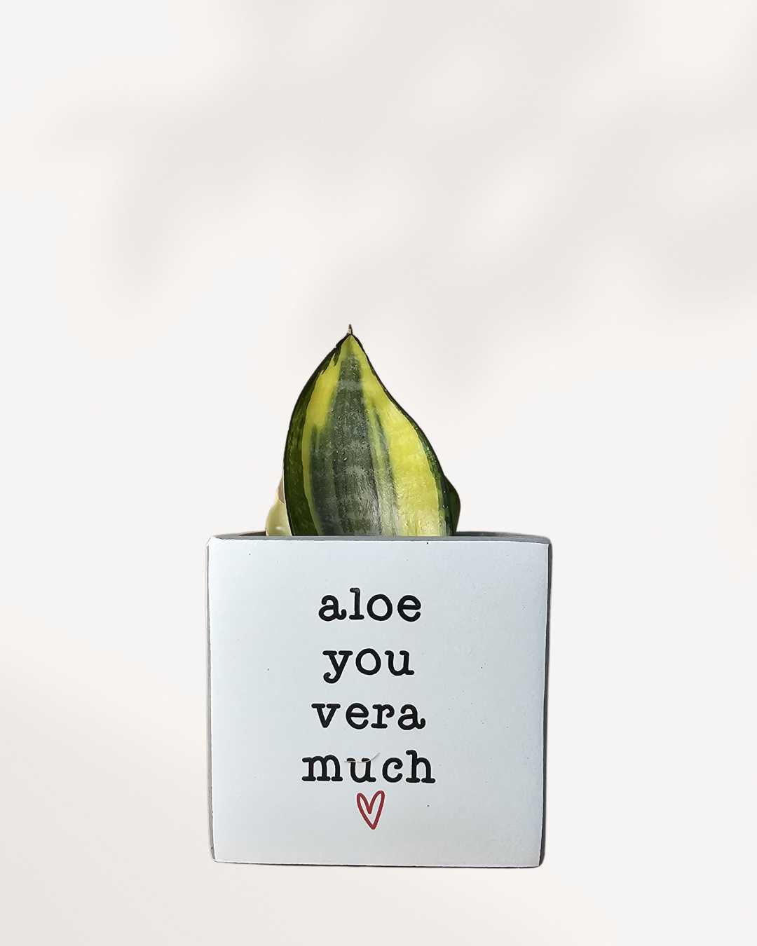 Punny Plant Pots aloe you vera much he❣️