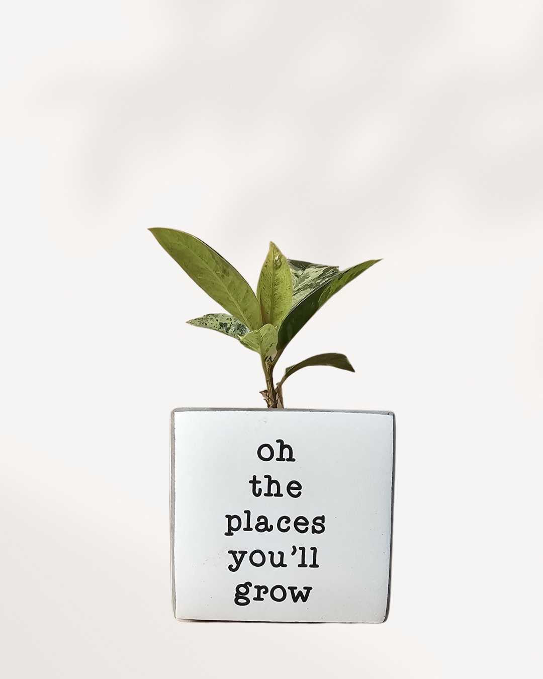Punny Plant Pots oh the place you will grow