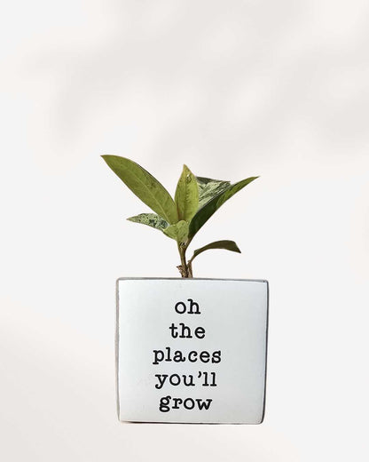 Punny Plant Pots oh the place you will grow