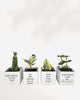 Punny Plant Pots