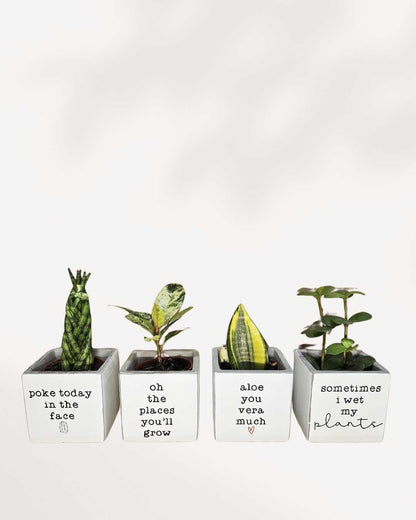 Punny Plant Pots