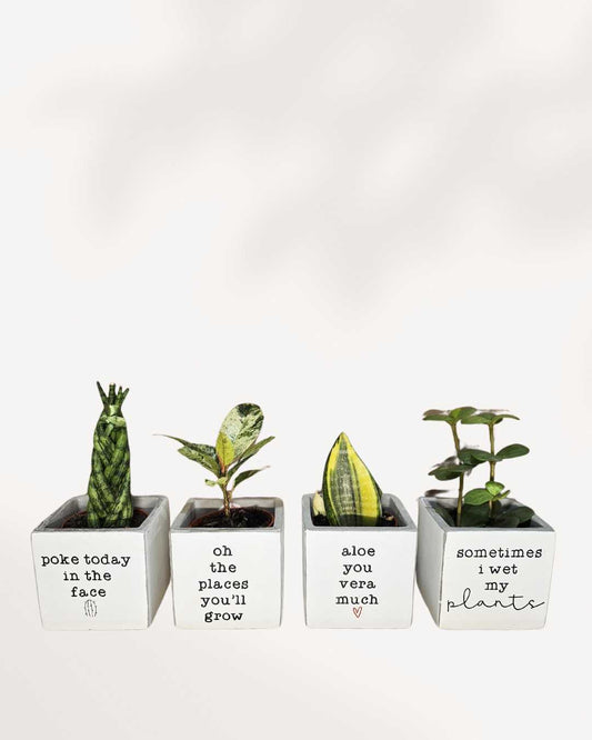 Punny Plant Pots