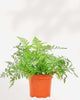 Rabbit Foot Fern 6" Pot - Medium