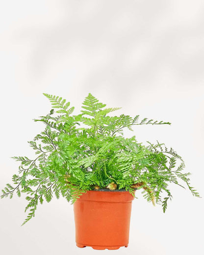 Rabbit Foot Fern 6" Pot - Medium
