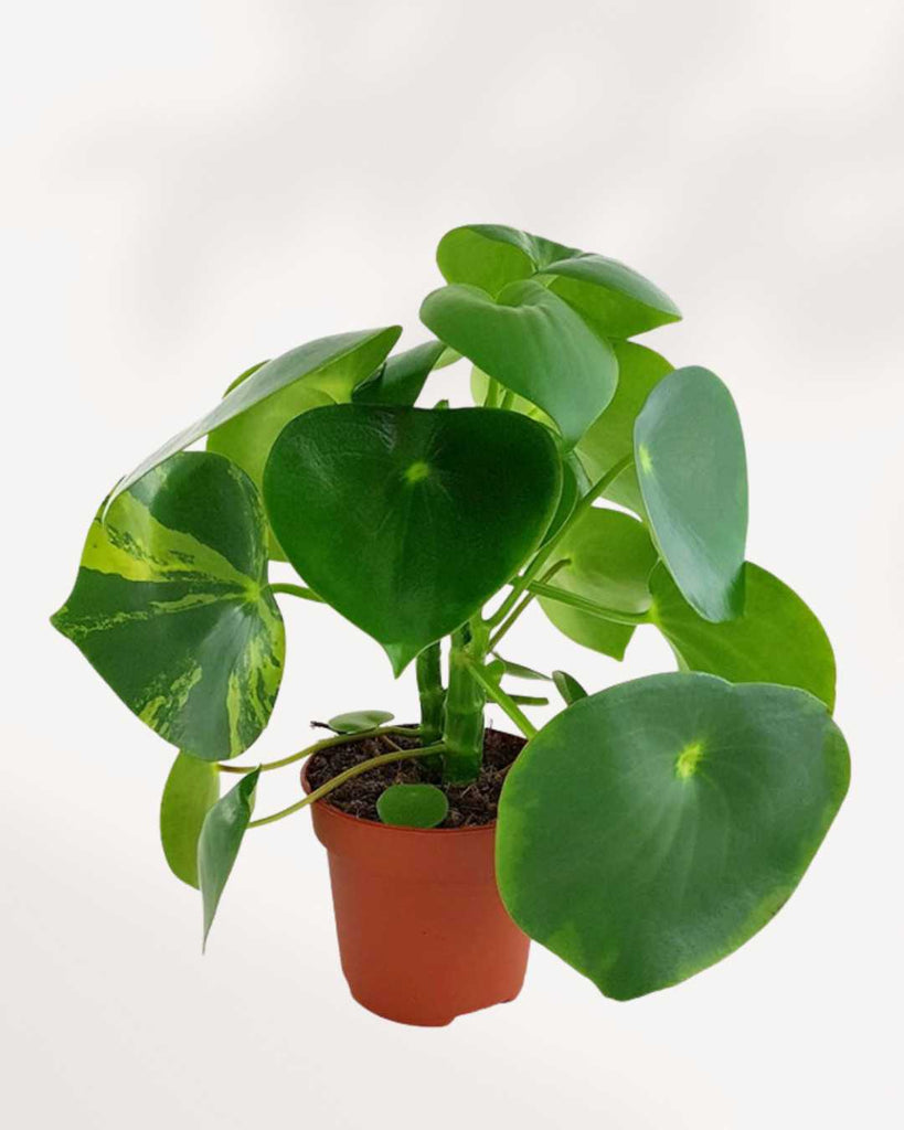 Raindrop Peperomia Variegated 3.5" Pot - Small