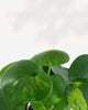 Raindrop Peperomia Variegated