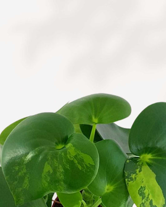 Raindrop Peperomia Variegated 3.5" Pot - Small